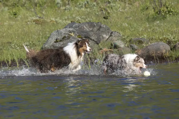 İki Avustralyalı çoban köpekleri çalıştırmak — Stok fotoğraf