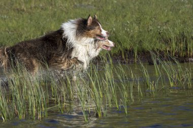İki Avustralyalı çoban köpekleri çalıştırmak