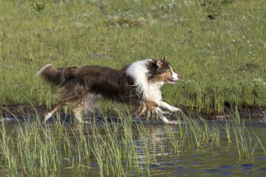 İki Avustralyalı çoban köpekleri çalıştırmak