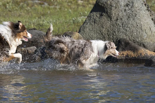 İki Avustralyalı çoban köpekleri çalıştırmak — Stok fotoğraf
