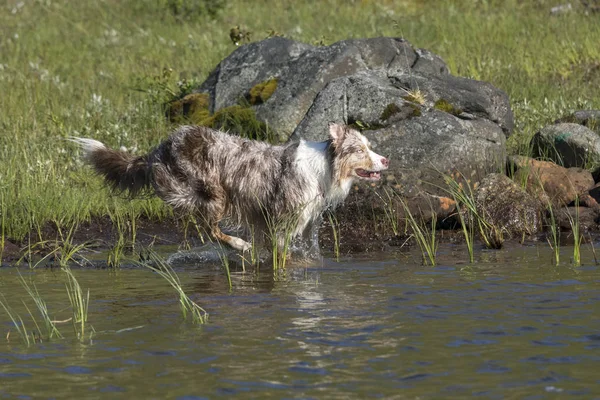 Deux chiens de berger australiens courent — Photo