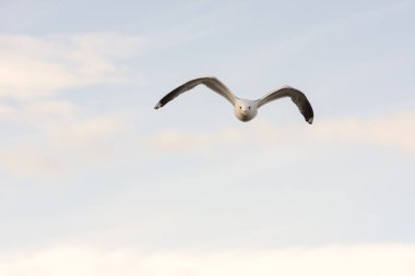 Norveç'te uçan martı