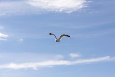 Norveç'te uçan martı