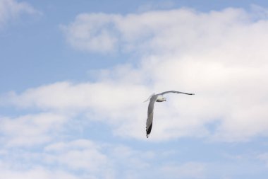 Norveç'te uçan martı