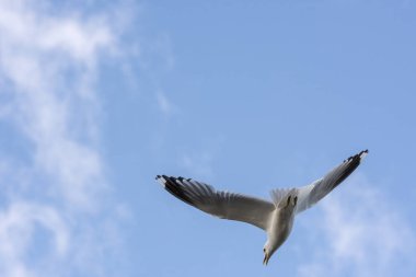 Norveç'te uçan martı