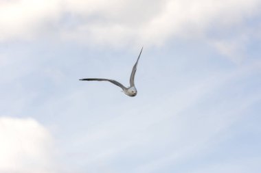 Norveç'te uçan martı