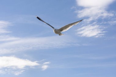 Norveç'te uçan martı