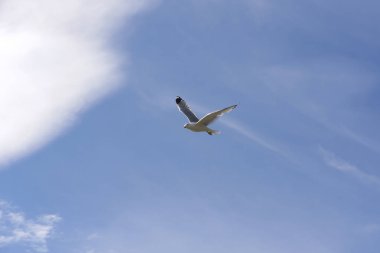 Norveç'te uçan martı