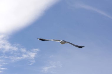 Norveç'te uçan martı