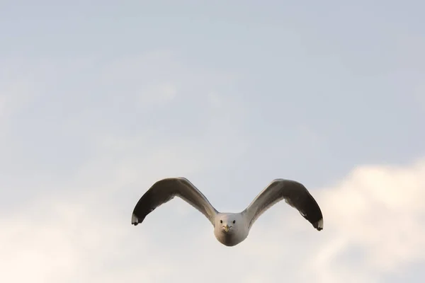 Flying gull in Norway — Stock Photo, Image