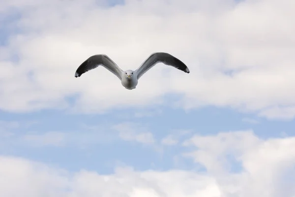 Flygande mås i Norge — Stockfoto