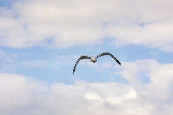 ノルウェーの空飛ぶカモメ — ストック写真