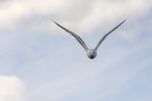 Flying gull in Norway — Stock Photo, Image