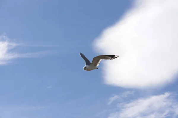 Flying gull in Norway — Stock Photo, Image