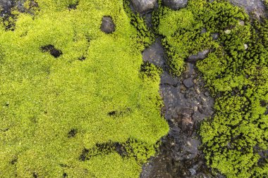 Yosun su ile Norveç'te damla