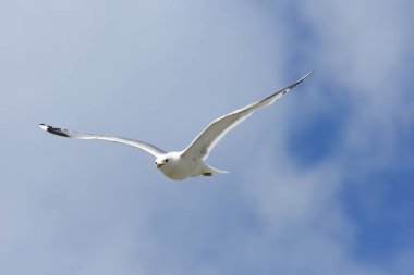 Norveç'te yumurta savunmak için saldırmaya martı