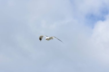 Norveç'te yumurta savunmak için saldırmaya martı