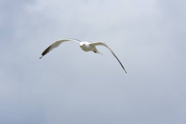 Norveç'te yumurta savunmak için saldırmaya martı