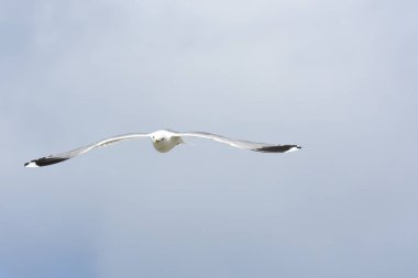 Norveç'te yumurta savunmak için saldırmaya martı