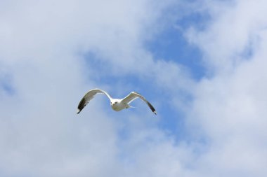 Norveç'te yumurta savunmak için saldırmaya martı