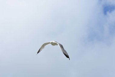 Norveç'te yumurta savunmak için saldırmaya martı