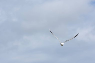 Norveç'te yumurta savunmak için saldırmaya martı