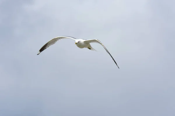 Seagull Att Attackera För Att Försvara Äggen Norge — Stockfoto