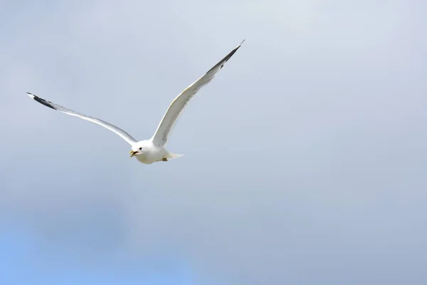 Seagull Aanval Verdedigen Van Eieren Noorwegen — Stockfoto