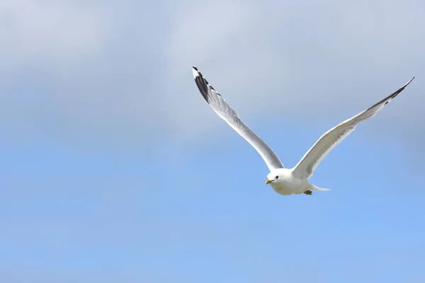 Seagull Aanval Verdedigen Van Eieren Noorwegen — Stockfoto