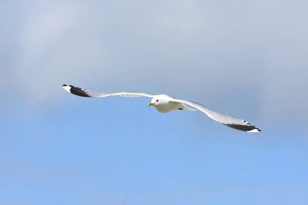 Seagull Att Attackera För Att Försvara Äggen Norge — Stockfoto