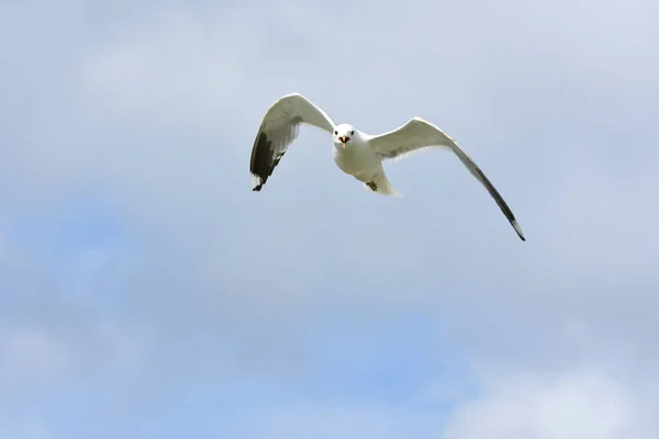 Seagull Att Attackera För Att Försvara Äggen Norge — Stockfoto