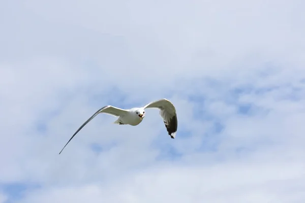 Seagull Aanval Verdedigen Van Eieren Noorwegen — Stockfoto