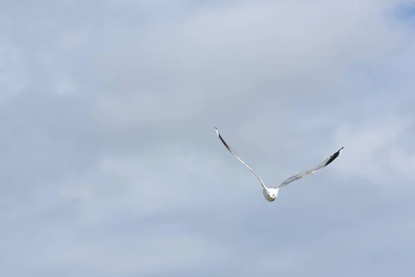 Seagull Att Attackera För Att Försvara Äggen Norge — Stockfoto