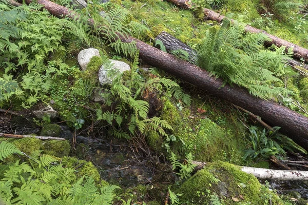 Árvores Caídas Floresta Perto Langfoss Noruega — Fotografia de Stock