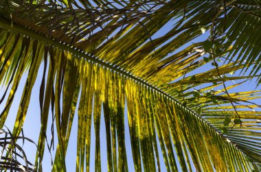 Brezilya 'daki Paraty' de Ilha dos Pelados üzerinde palmiye yaprağı