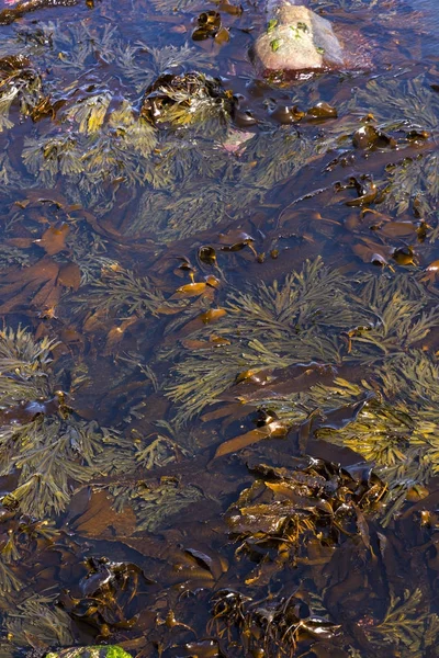 Algas Flotantes Mandal Noruega — Foto de Stock