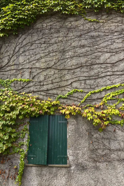 ivy on the facade of a house with window