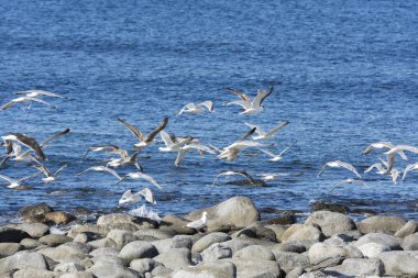 Eggum Norveç'te denizde anında martı