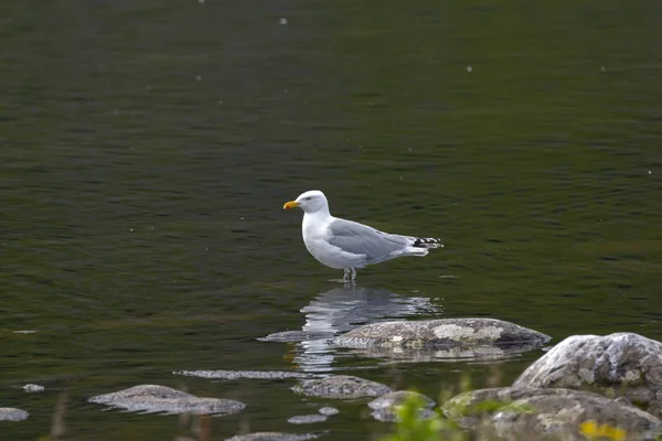 Seagull Fly Sea Eggum Norway — Stock Photo, Image