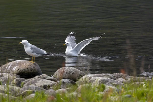 Seagull Fly Sea Eggum Norway — Stock Photo, Image