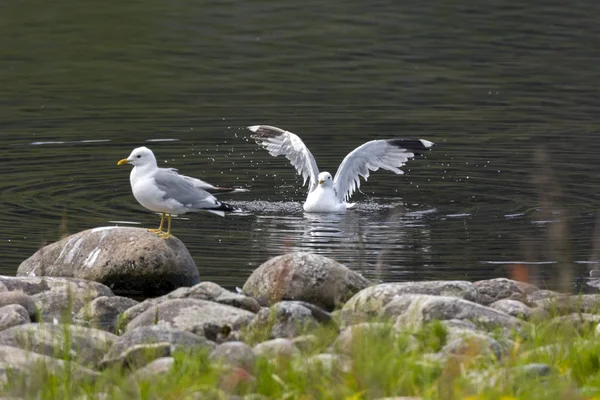 Seagull Fly Sea Eggum Norway — Stock Photo, Image