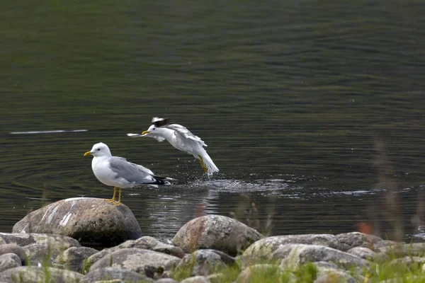 Seagull Fly Sea Eggum Norway — Stock Photo, Image