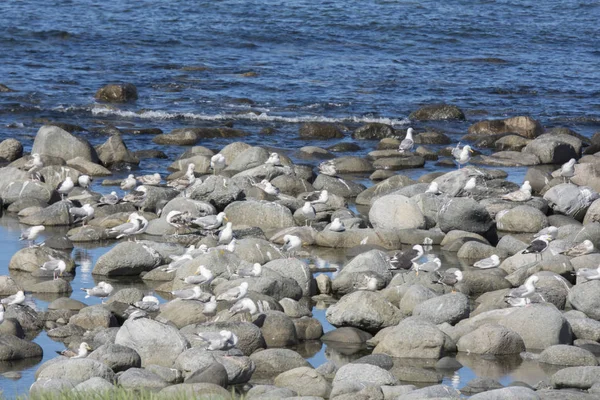 Gaviota Mosca Mar Eggum Noruega — Foto de Stock