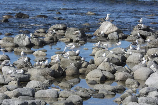 Gaivota Mosca Mar Eggum Noruega — Fotografia de Stock