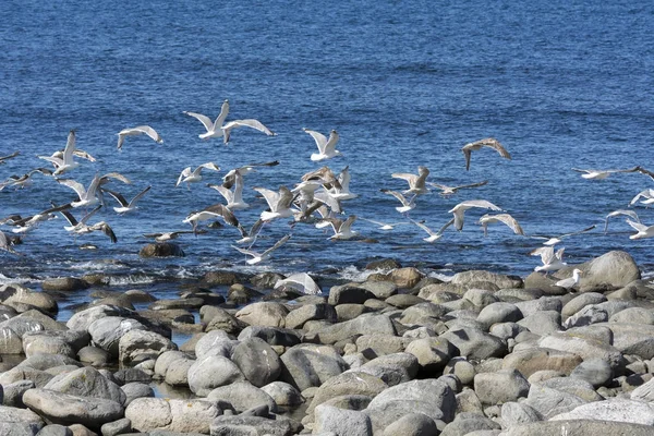 Mouette Mouche Sur Mer Eggum Norvège — Photo