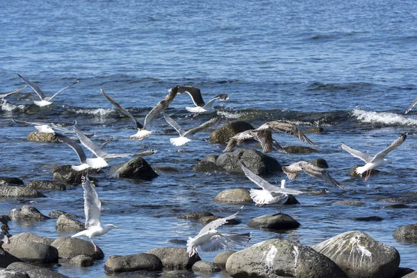 Möwe Fliegt Auf Dem Meer Eierlikör Norwegen — Stockfoto