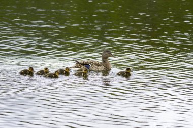 Norveç'te Harstad Park'ta bir parkta bir gölde Yüzme kuşlar ailesi