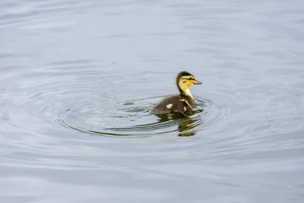 Family Goslings Swimming Lake Park Park Harstad Norway — Stock Photo, Image