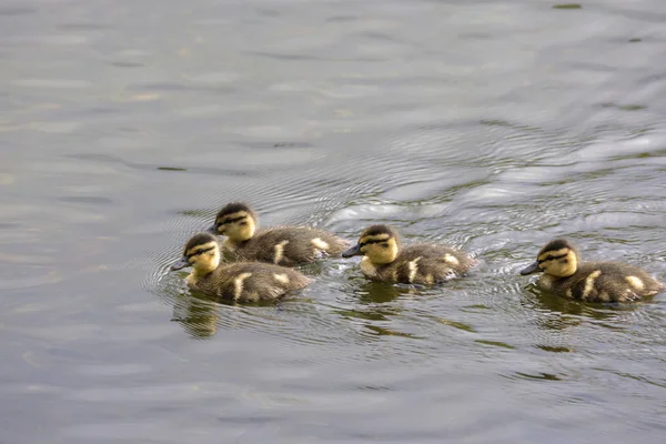 Familia Goslings Nadando Lago Parque Harstad Noruega — Foto de Stock