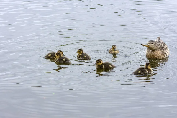 Οικογένεια Χηνάκια Κολύμβηση Μια Λίμνη Ένα Πάρκο Στο Πάρκο Harstad — Φωτογραφία Αρχείου